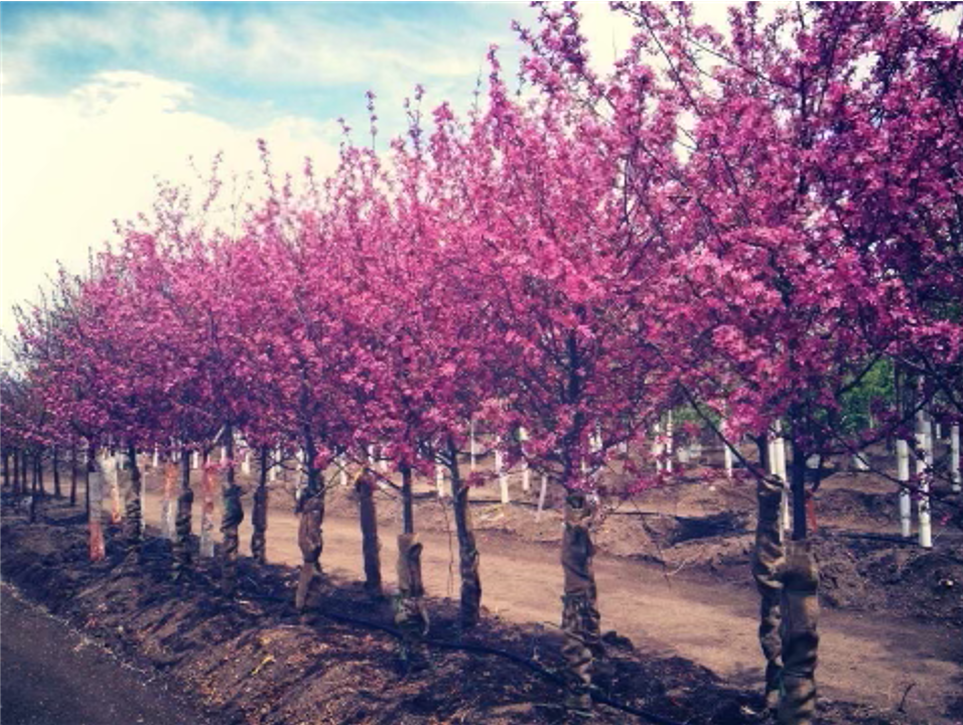 Red Trees